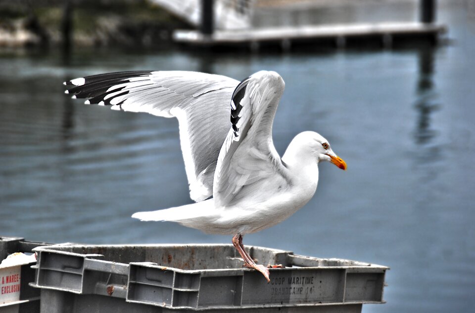 Bird seabird seagull