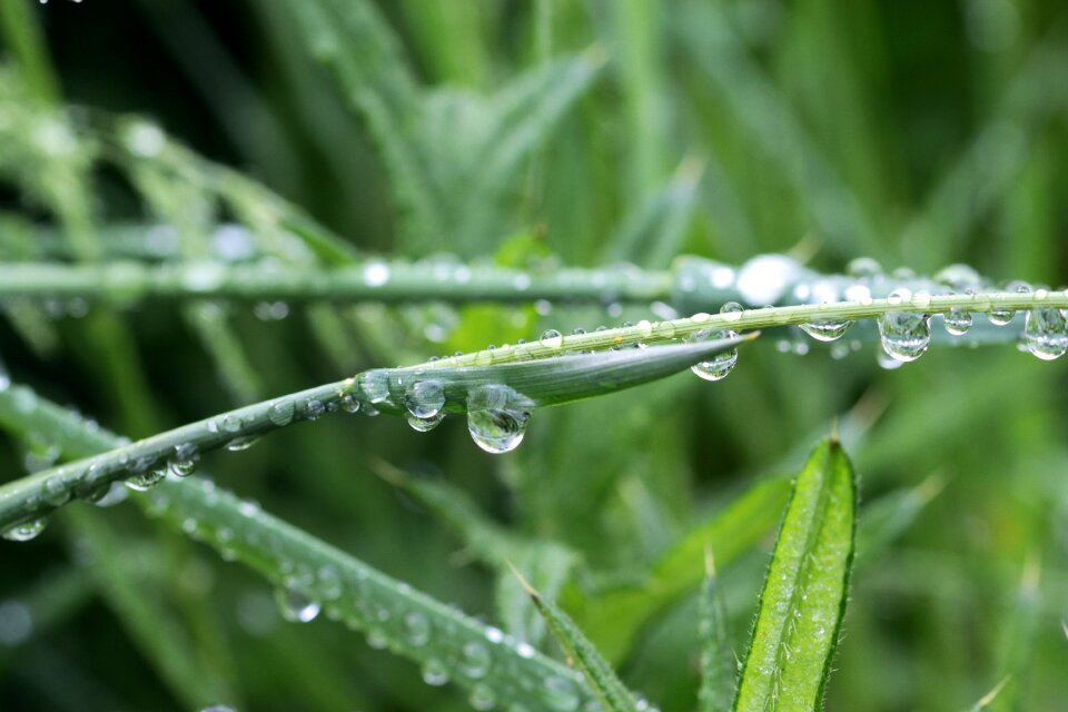Drop of water raindrop drip
