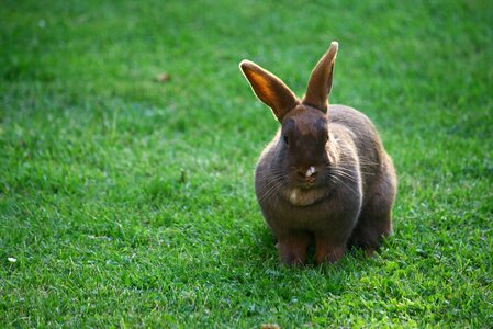 Animal green rabbit green bunny photo