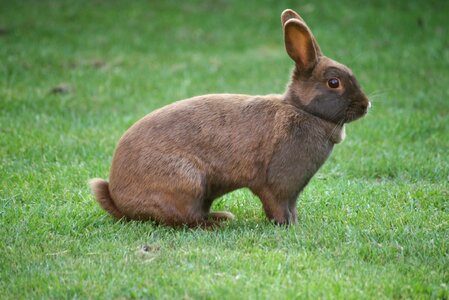 Animal green rabbit green bunny