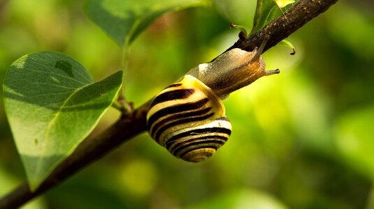 Mollusk garden slowly