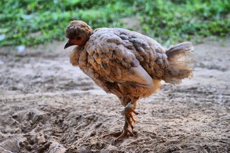 Crest animals laying hens photo