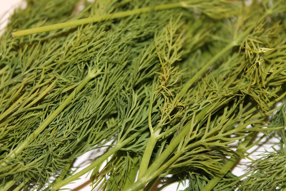 Green spice cucumber herb