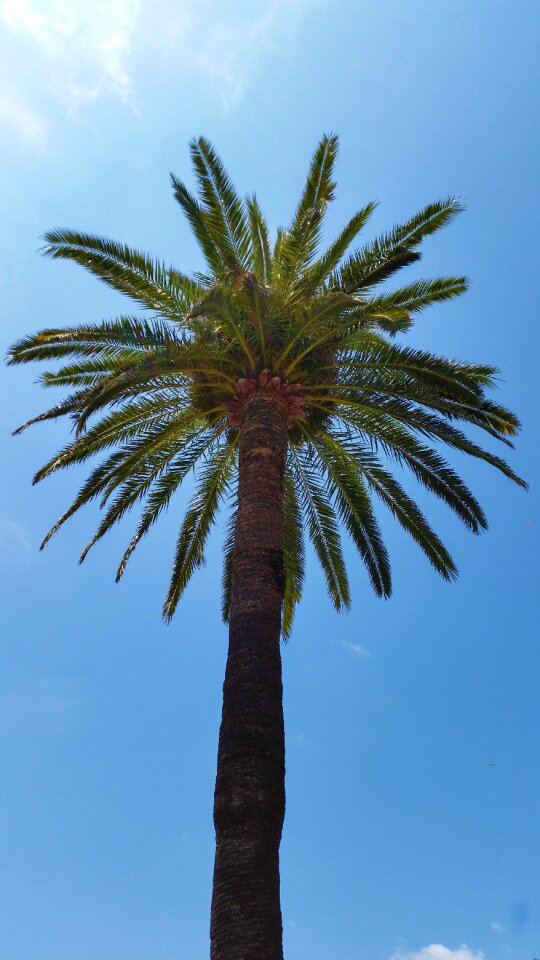 Palm leaves plant summer