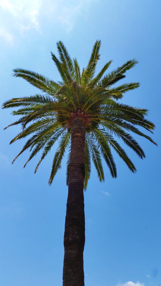 Palm leaves plant summer photo