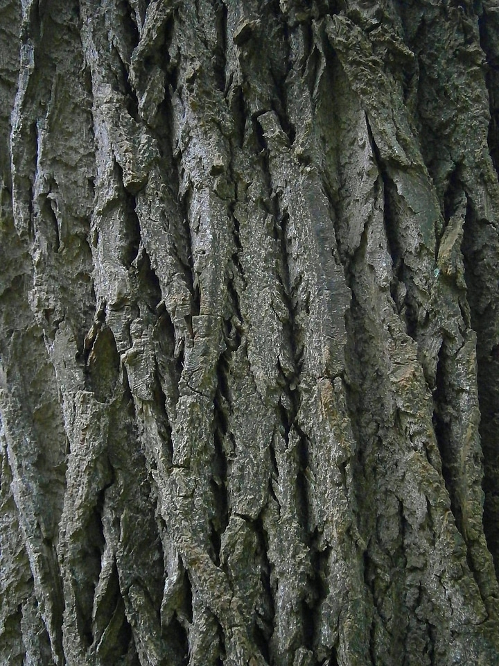 Grey structure grain
