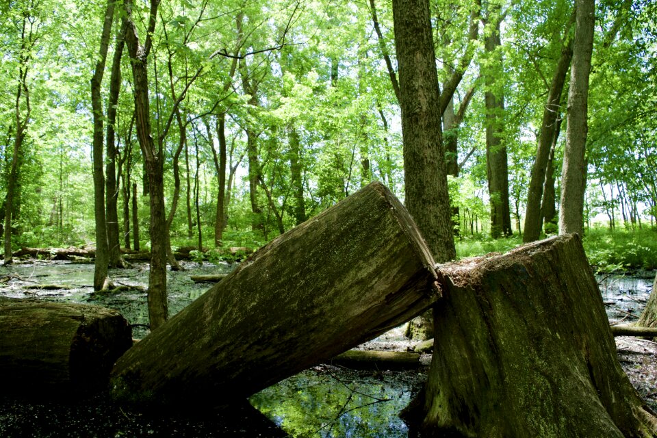 Cutting trunk chopped