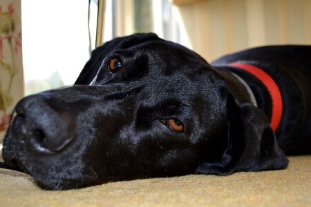 Black red collar pet photo