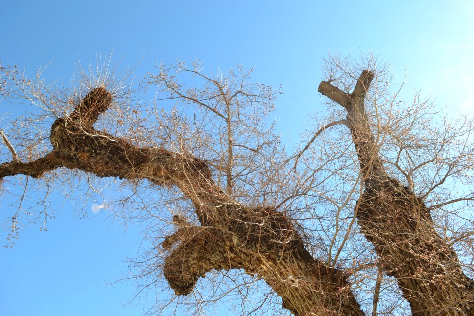 Dry died tree branches