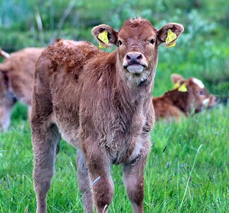 Livestock calf cattle breed photo