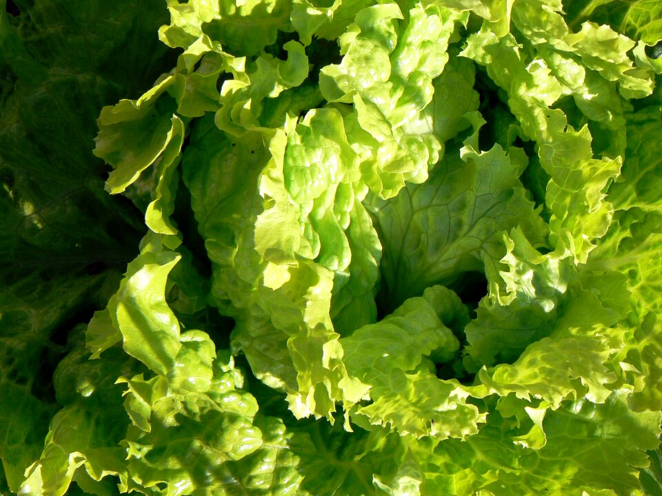 Vegetarian healthy eating green salad