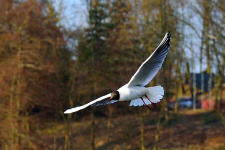 Nature wings sky