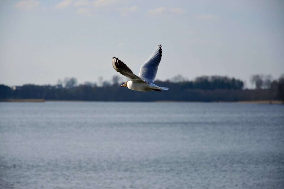 Nature wings sky