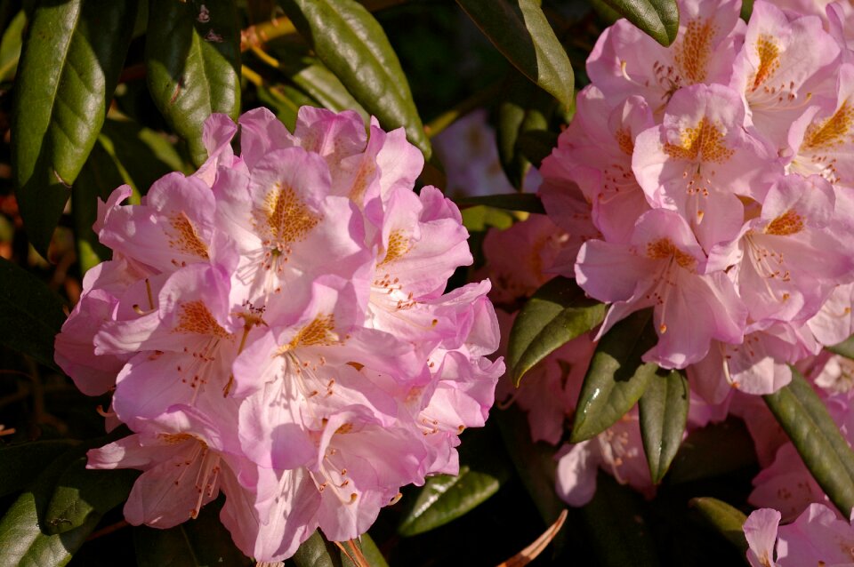 Bloom plant close up