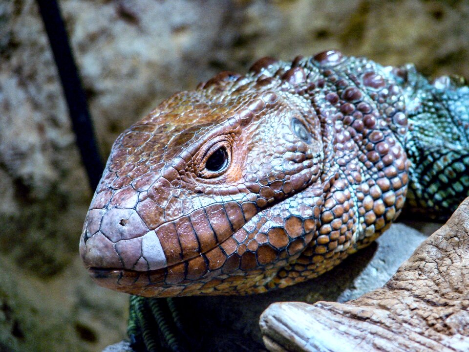 Eye nature reptile