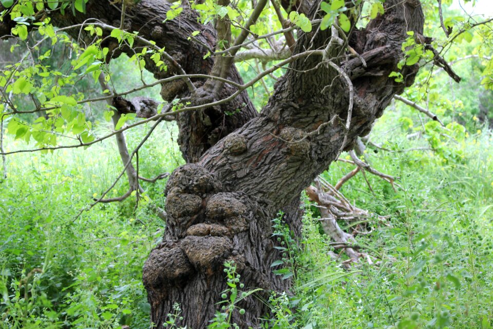 Plant root texture