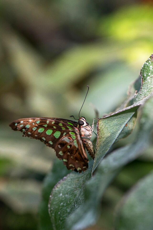 Green spots lepidoptera papilionidae