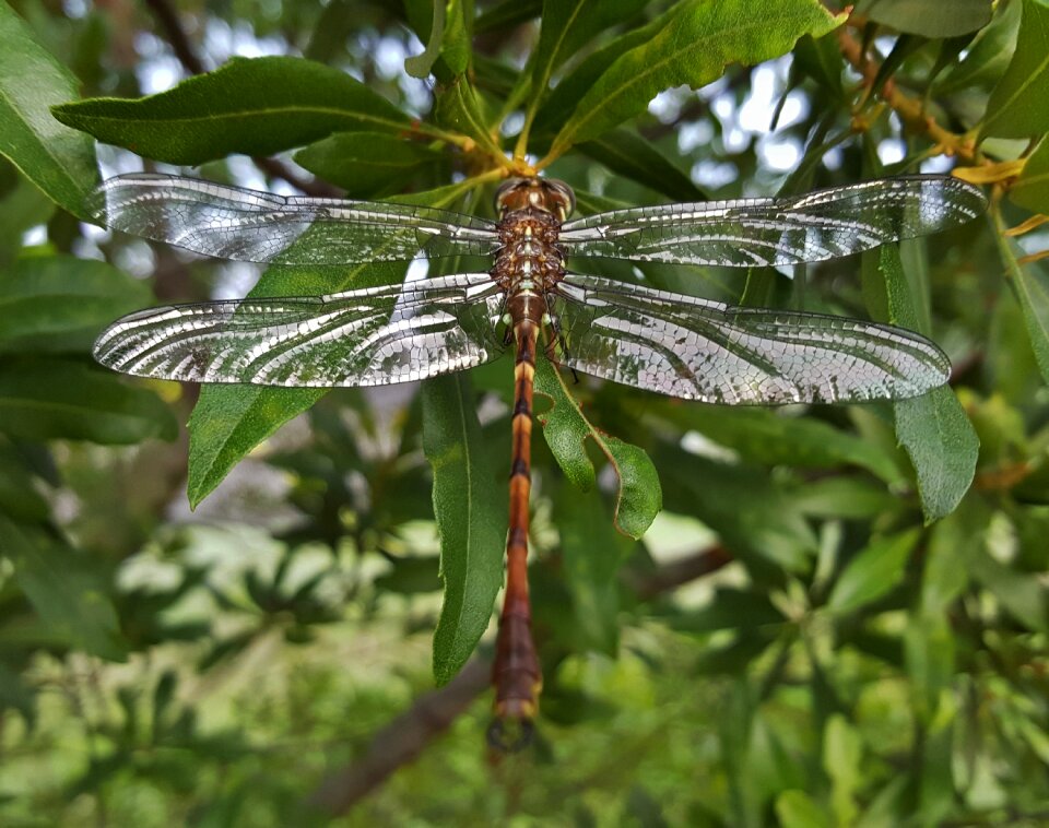 Flying insect wings close up
