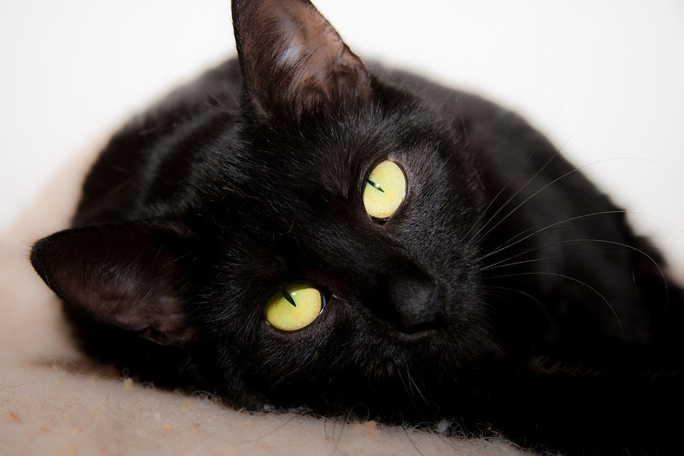 Eyes domestic feline