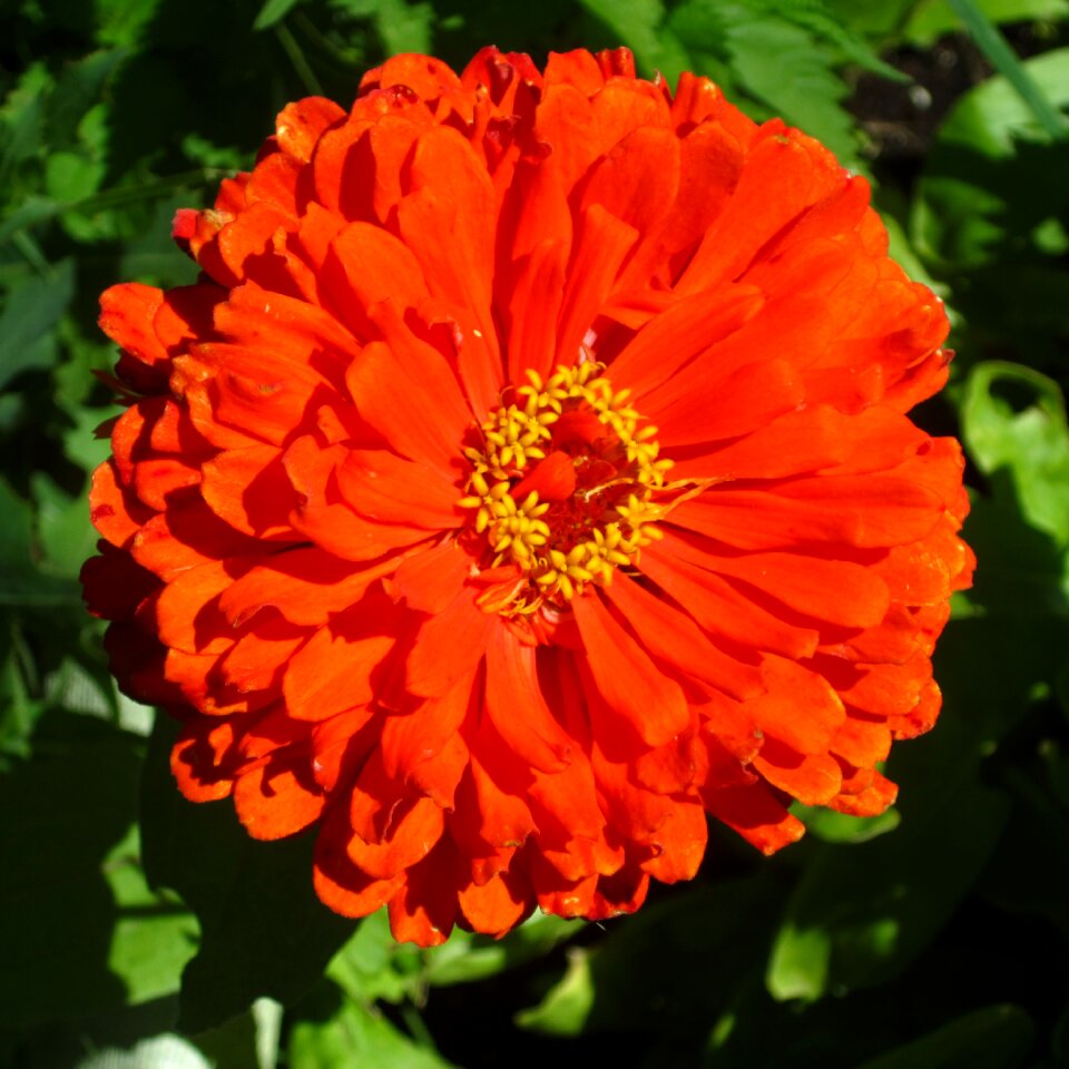Nature petals orange plant