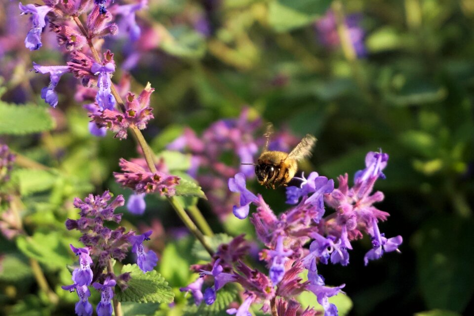 Purple blossom bloom