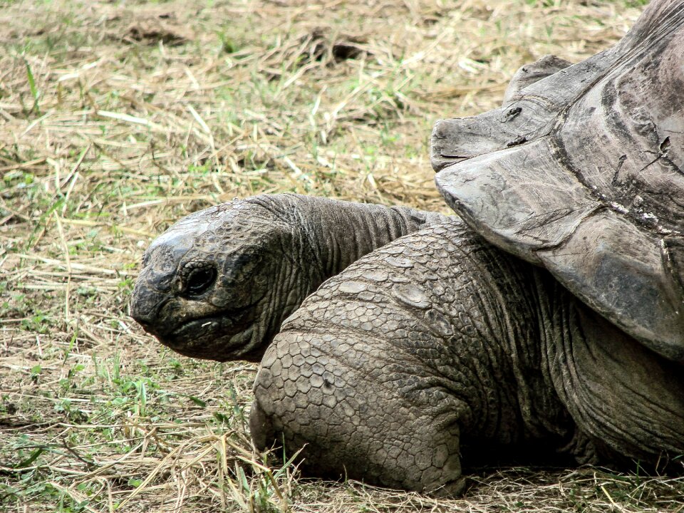 Animal wildlife nature