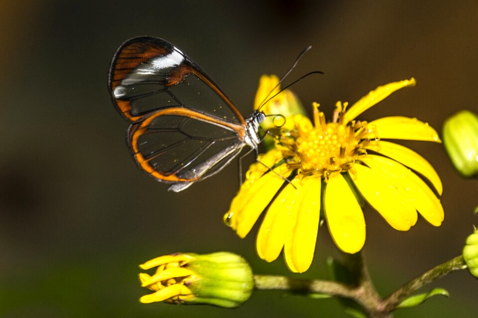 Tenerife butterfly yellow flower