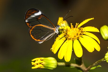Tenerife butterfly yellow flower