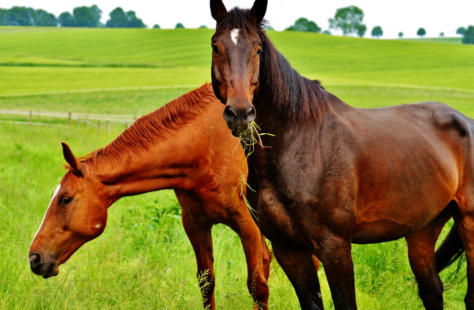 Stallion eat paddock