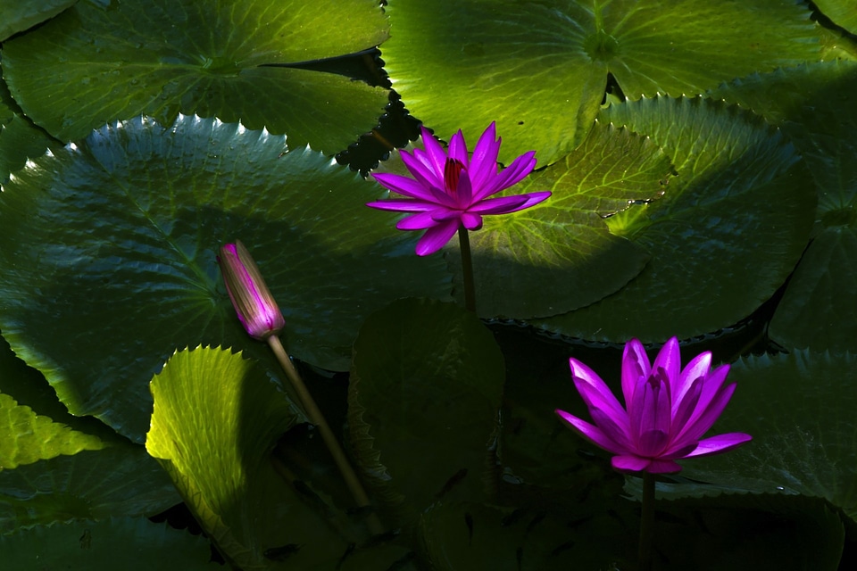 Aquatic floral exotic