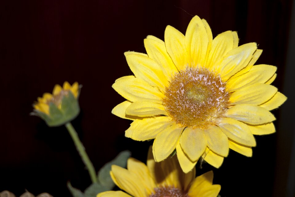 Flowers yellow colors