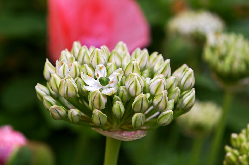 Bloom nature schnittblume