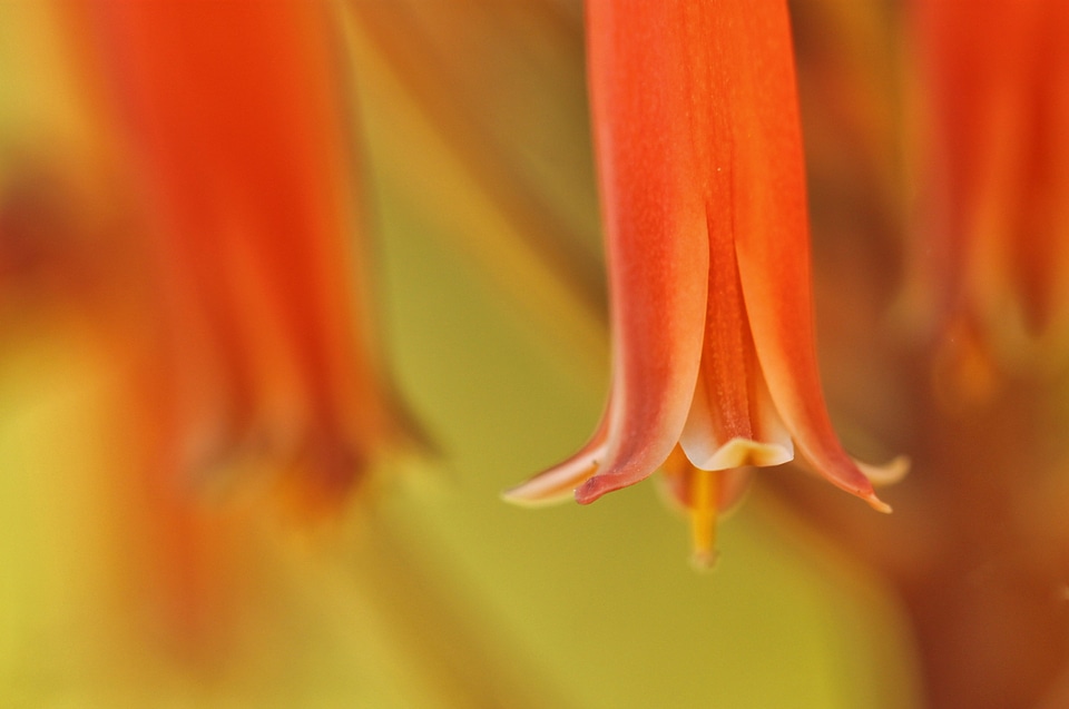 Plant blossom bloom
