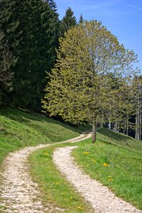 Landscape way meadow forest