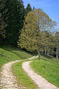 Landscape way meadow forest photo