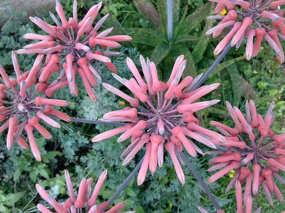 Orange nature aloe flower