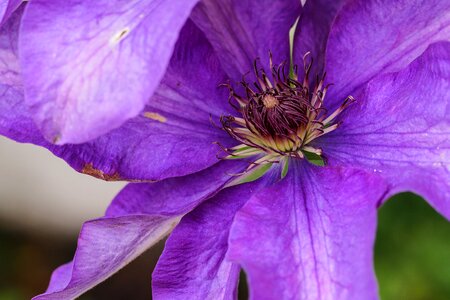 Flower purple section