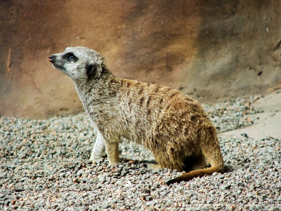 Wildlife nature wild
