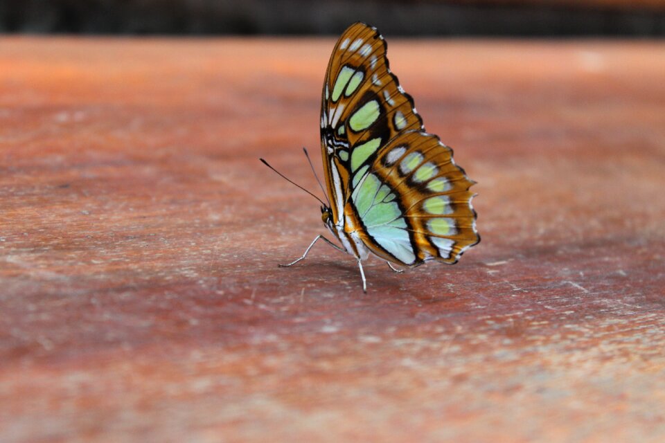 Beauty spring fauna