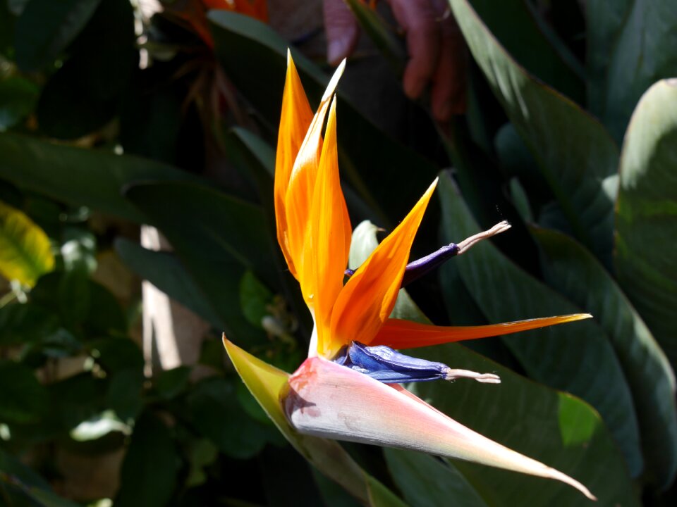 Bird of paradise flower parrot blum flower