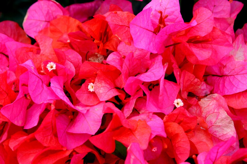 Bougainvillea pink nature