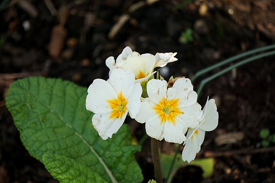 Flowering garden plants