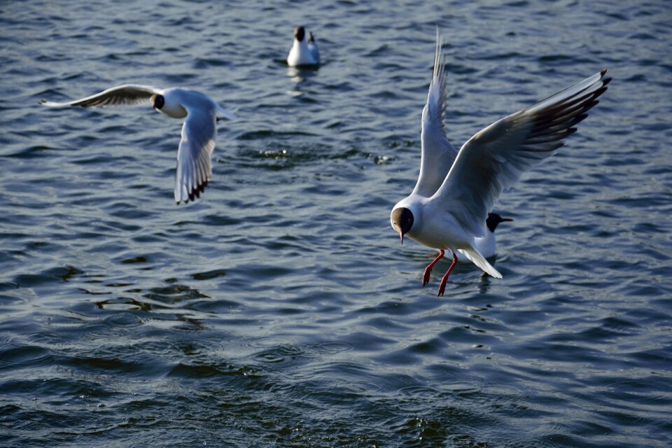 Nature wings lake photo