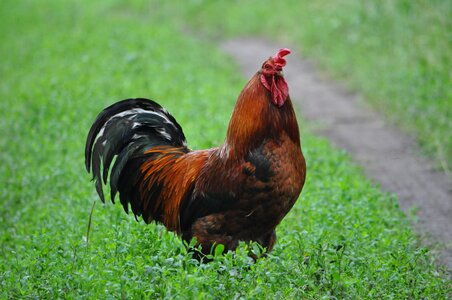 Poultry grass animal