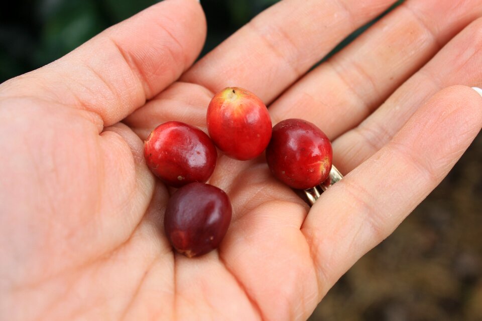 Grain coffee grains fruits