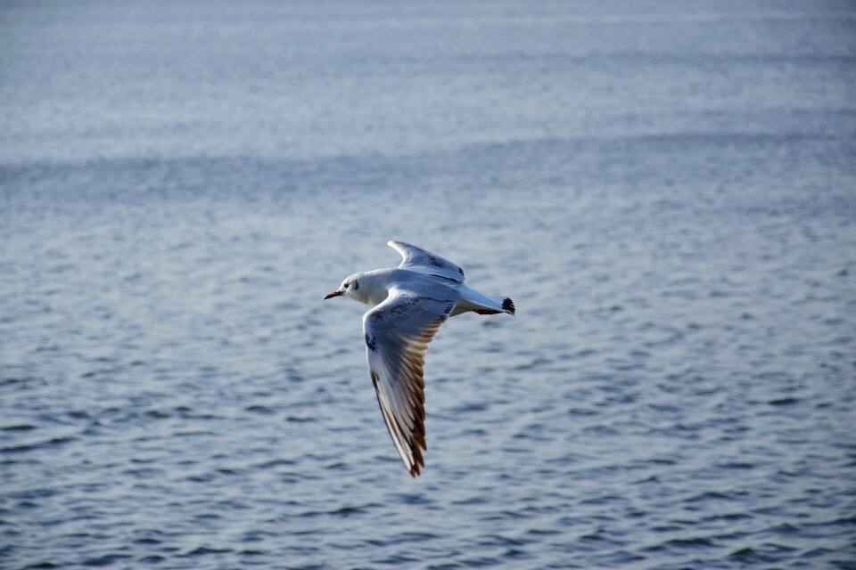 Nature wings lake