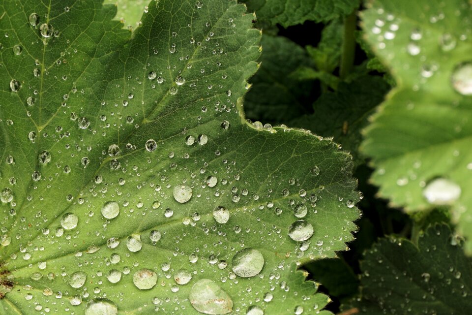 Drip green green leaf