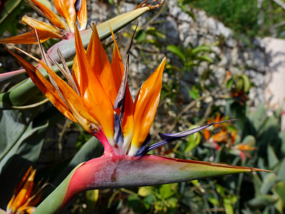 Bird of paradise flower parrot blum flower