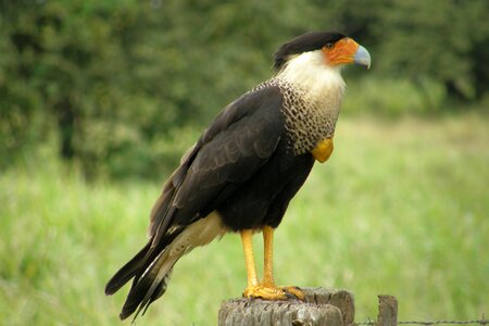 Nature tropical birds brazil photo