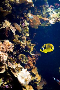 Underwater sea animal